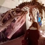 dinosauro-Giganotosaurus-carolini esposto nella mostra dinosauri a Gubbio
